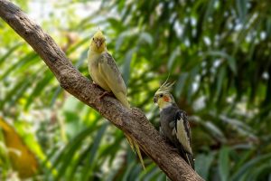 Enfermedades en las Ninfas
