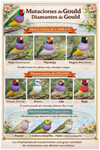 Infografías de aves