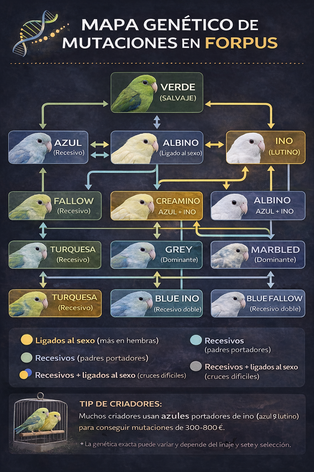 Mutaciones de los Periquitos