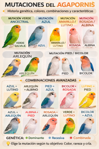 Mutaciones del Agapornis