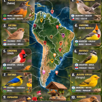 aves que mejor cantan en Sudamérica